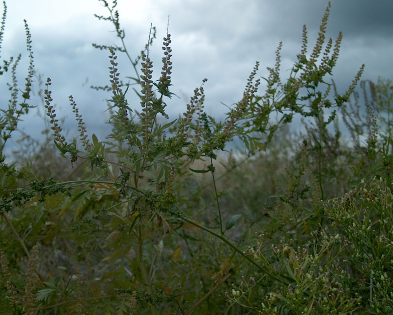 Wild weeds and tall grass under a cloudy overcast sky; green and grey tones, moody atmosphere.