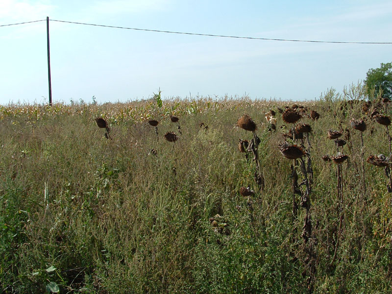 Overgrown field with dried seed-head plants and tall grass, a utility pole and wire in the background, under a pale blue sky.