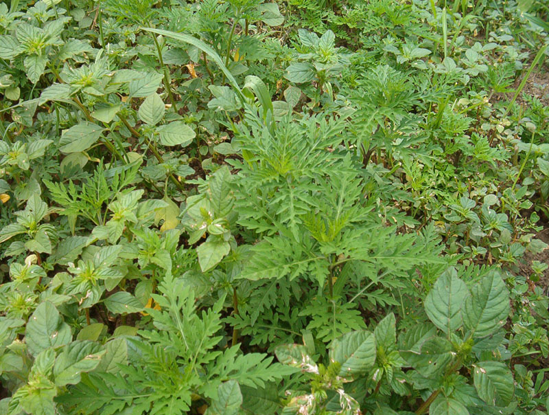 Dense patch of mixed green weeds and leafy plants covering the ground, overhead view, lush green mood.
