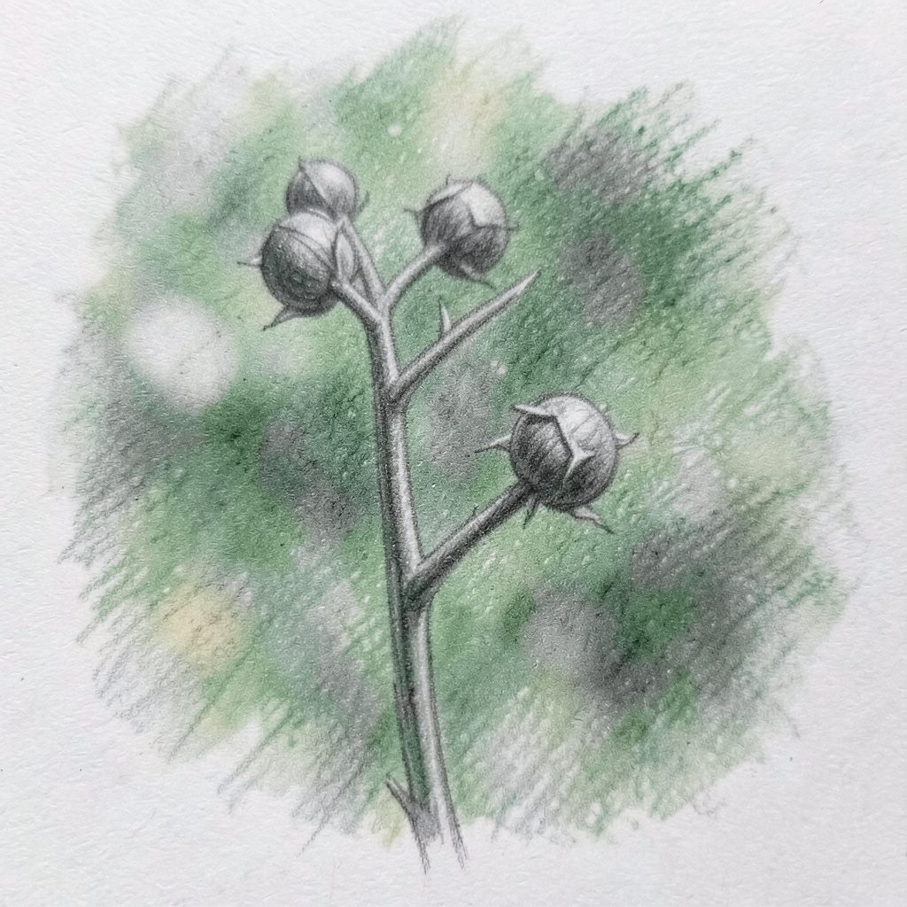 Close-up of a plant stem with small round seed pods against a blurred green background, rendered as a soft graphite pencil sketch.