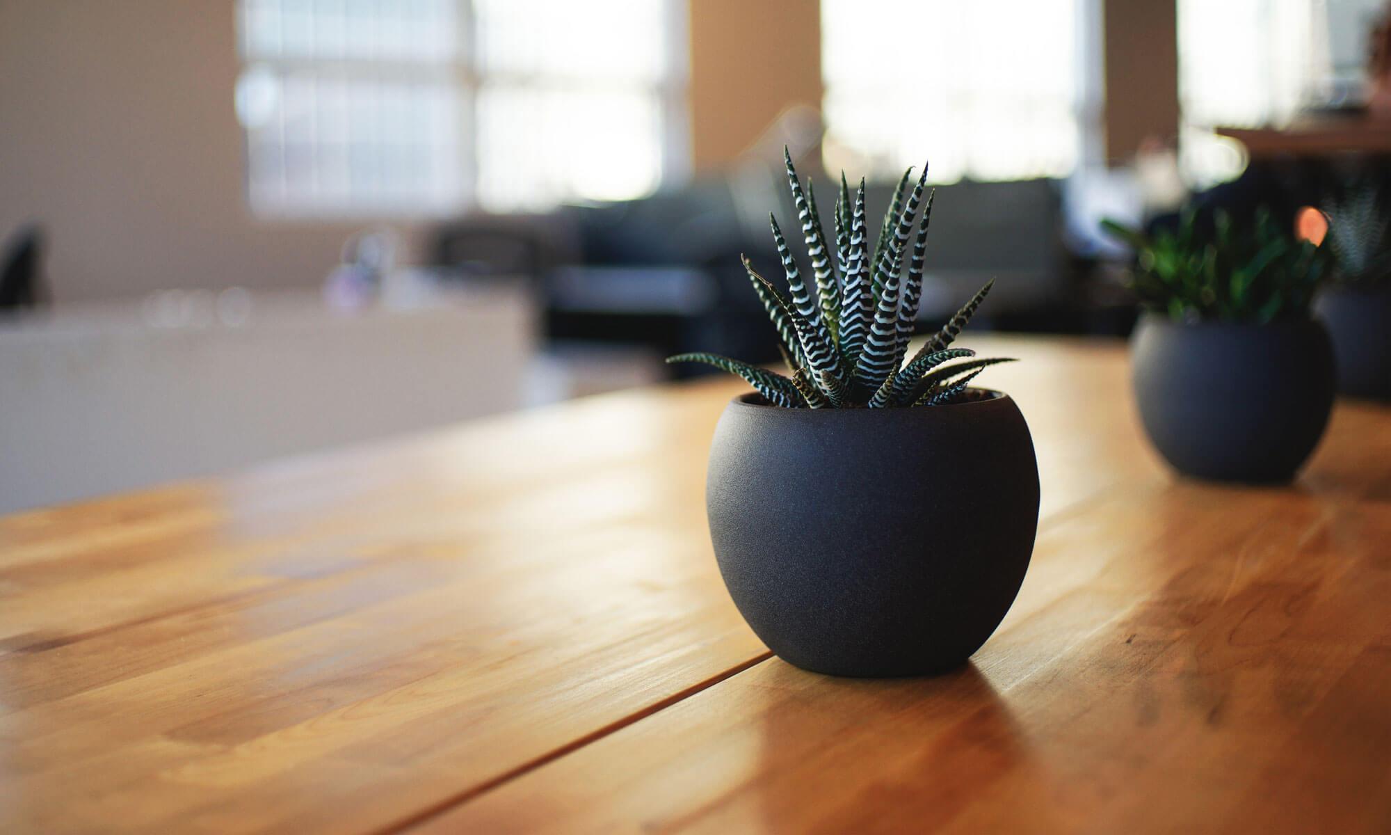 Close-up of a small succulent plant in a dark round pot on a wooden table, with a blurred indoor office or living space.